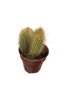 Cactus en maceta